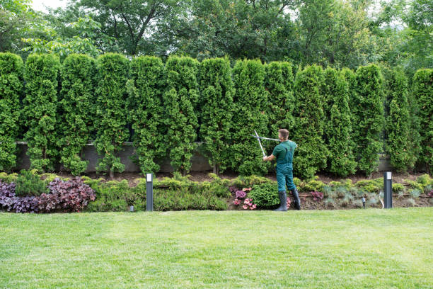 Best Lawn Watering Services  in Seis Lagos, TX