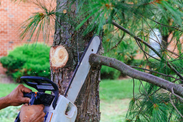 How Our Tree Care Process Works  in  Seis Lagos, TX